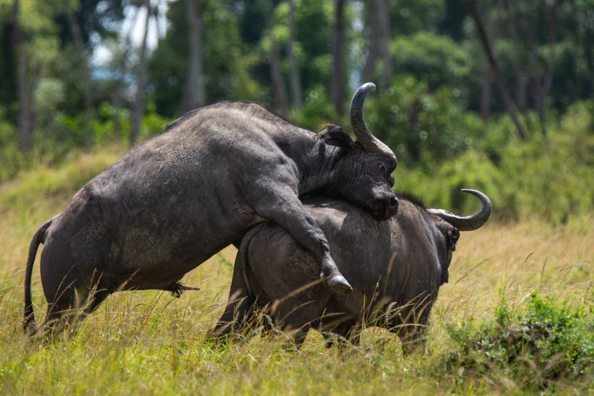 Buffalos mating