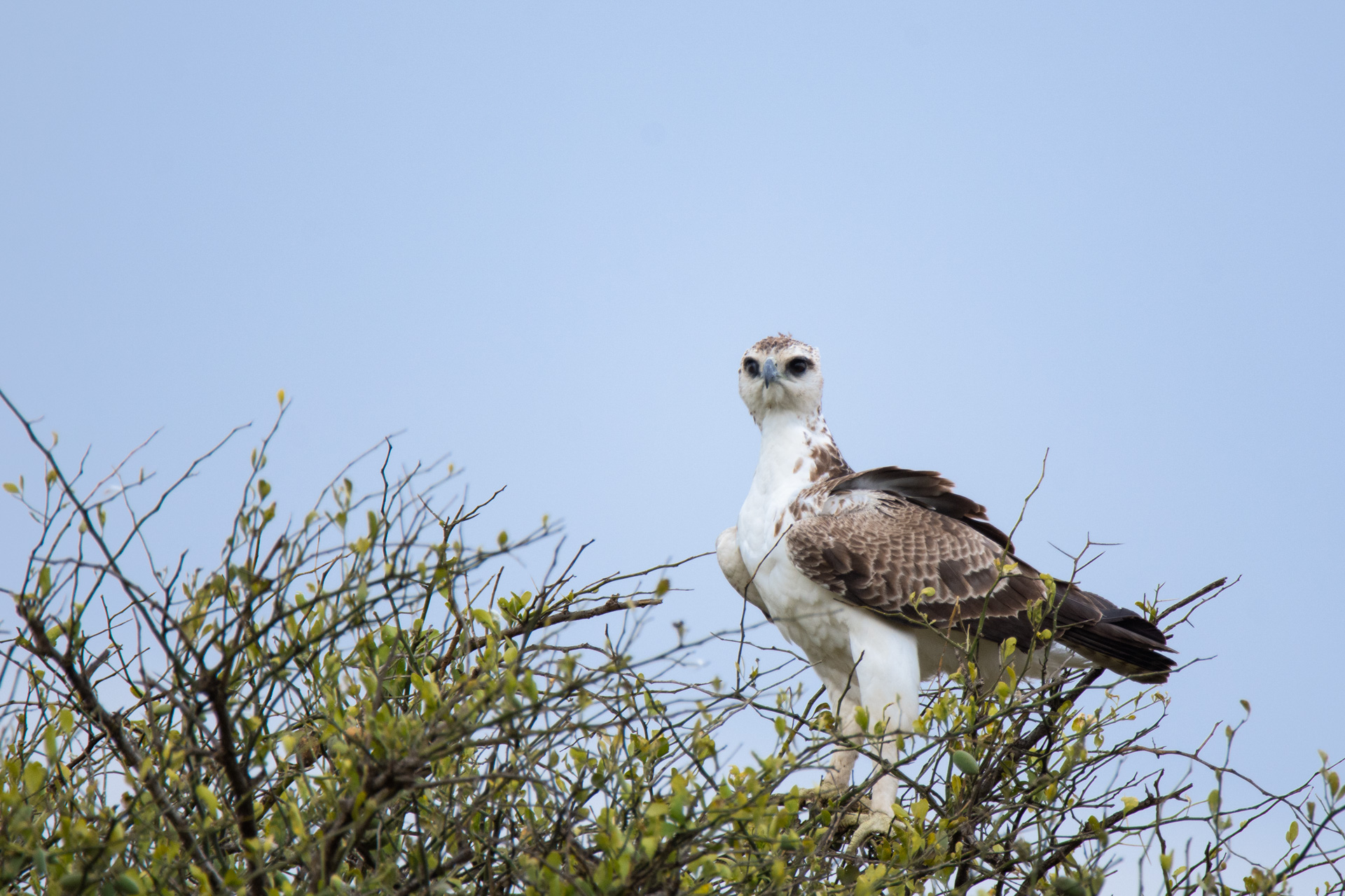 Juvenile Martial Eagle