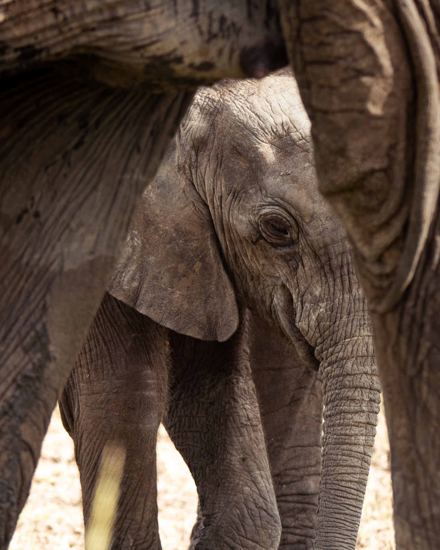 Elephant calf framed