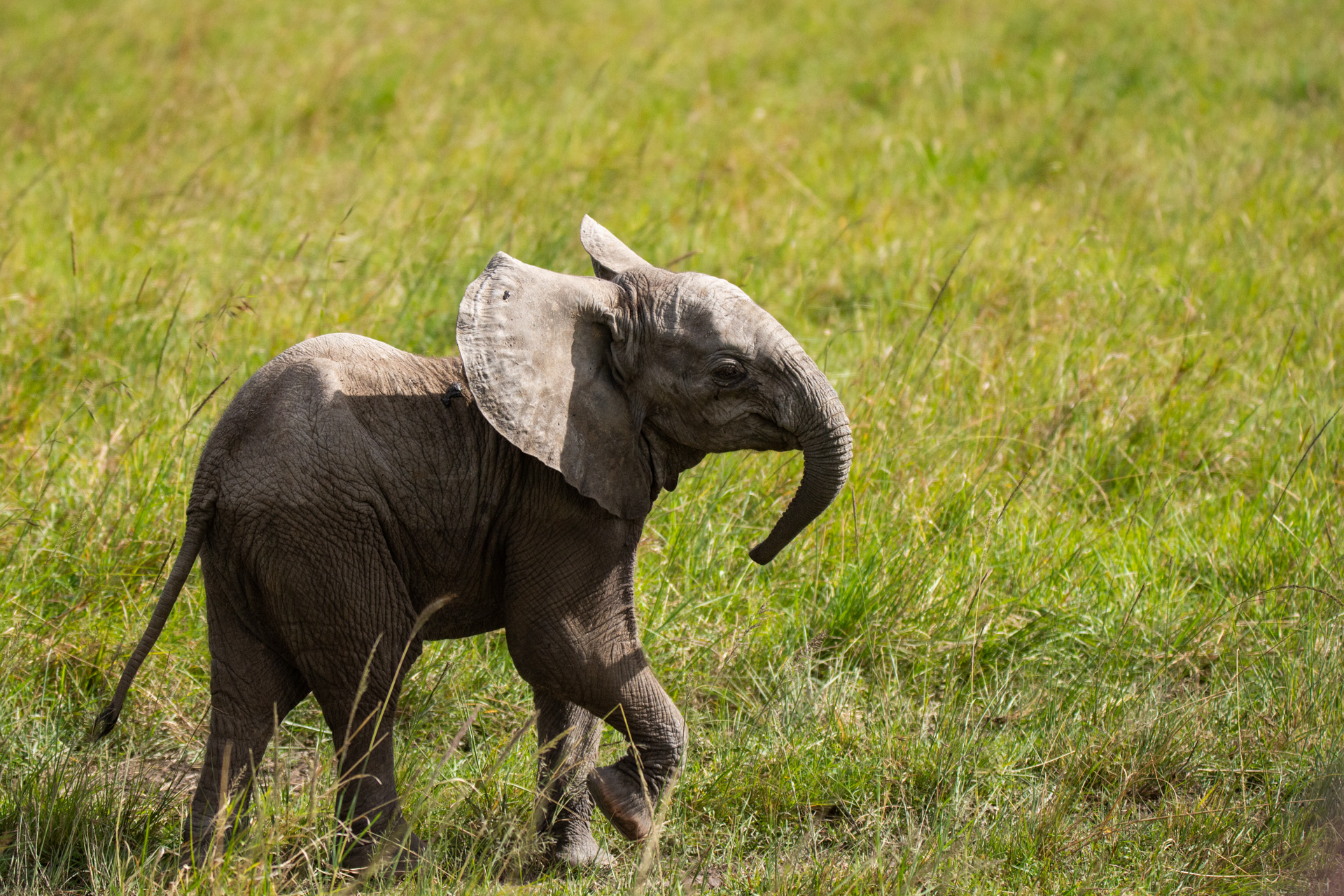 Elephant calf posing