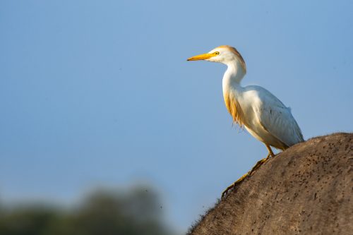 Cattle egret hitching a ride on a buffalo