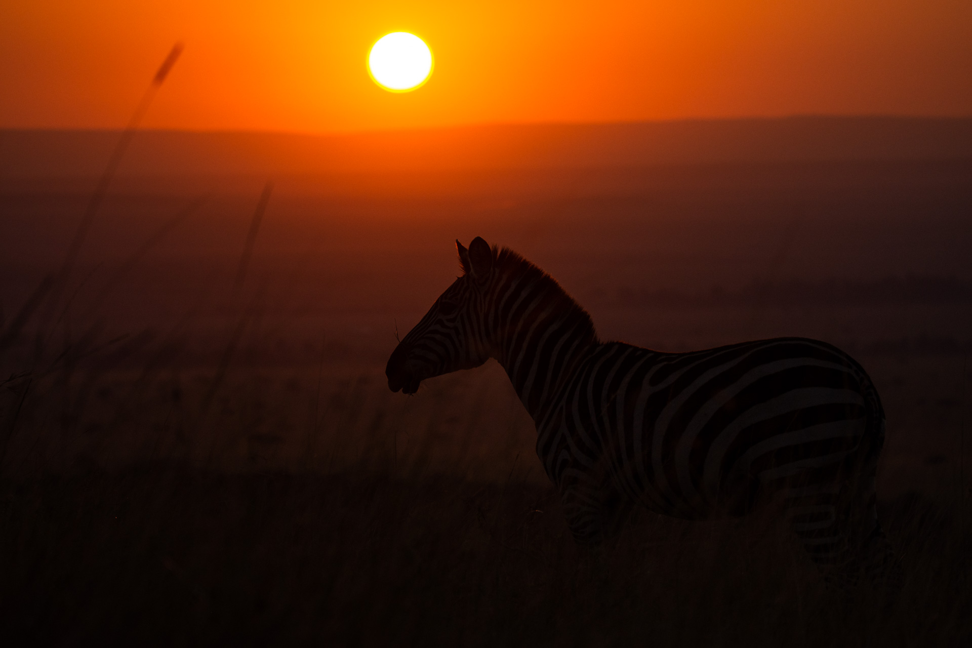 Red skies and zebra