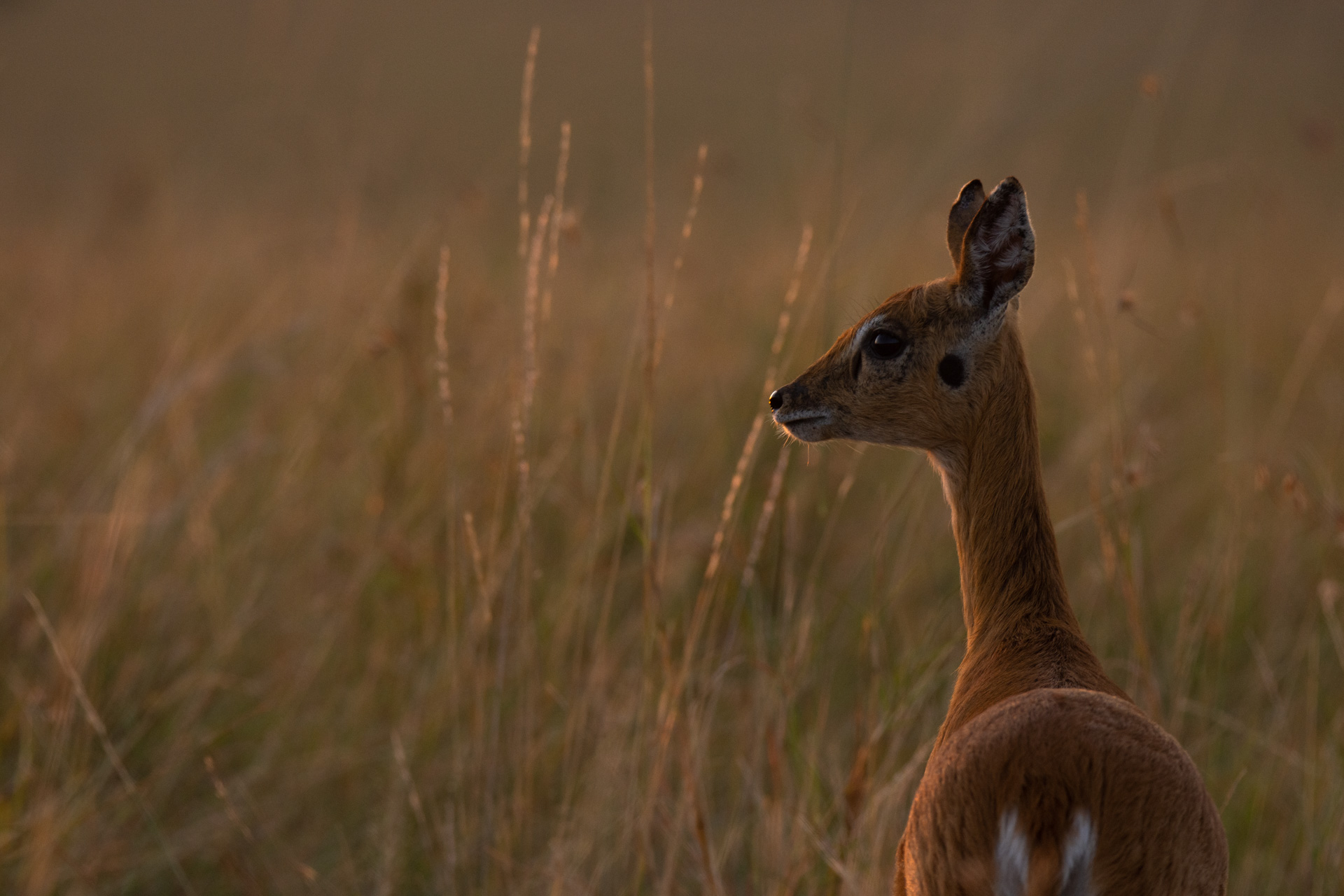 Oribi in the morning light