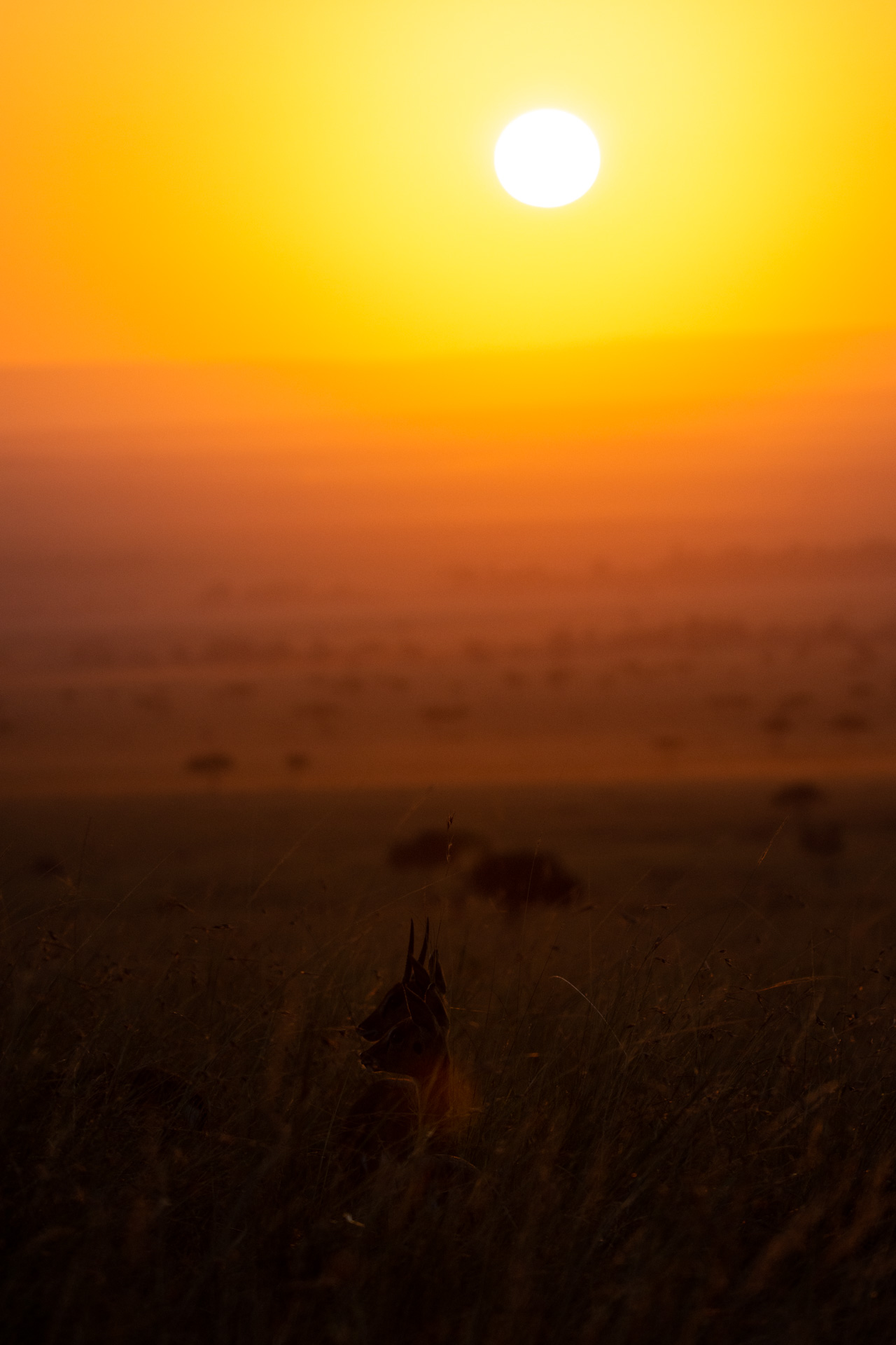 Oribi Pair