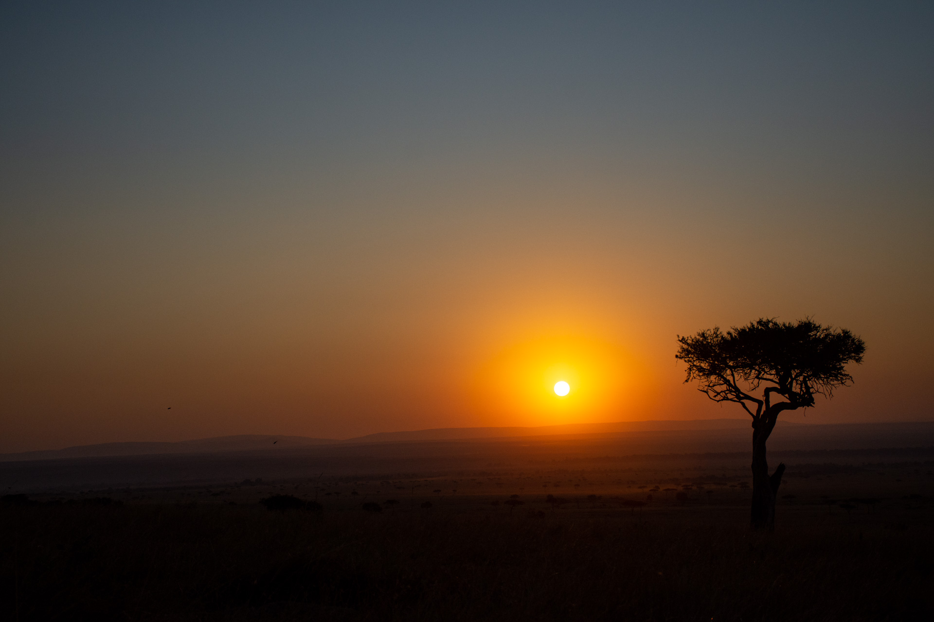 Sunrise with tree silhouette