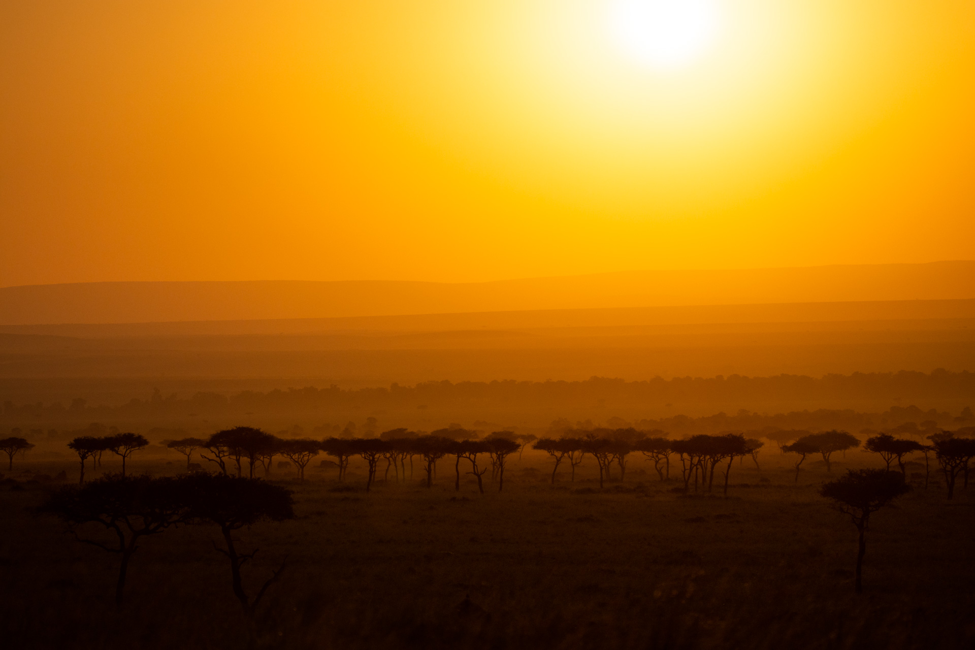 sunrise on top of the trees