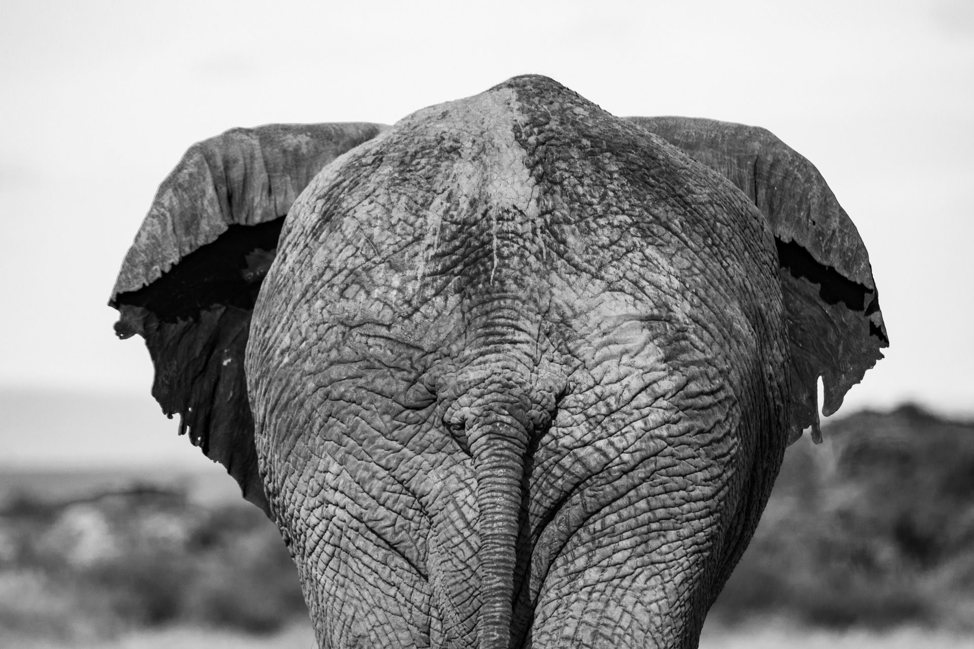 Elephant black and white