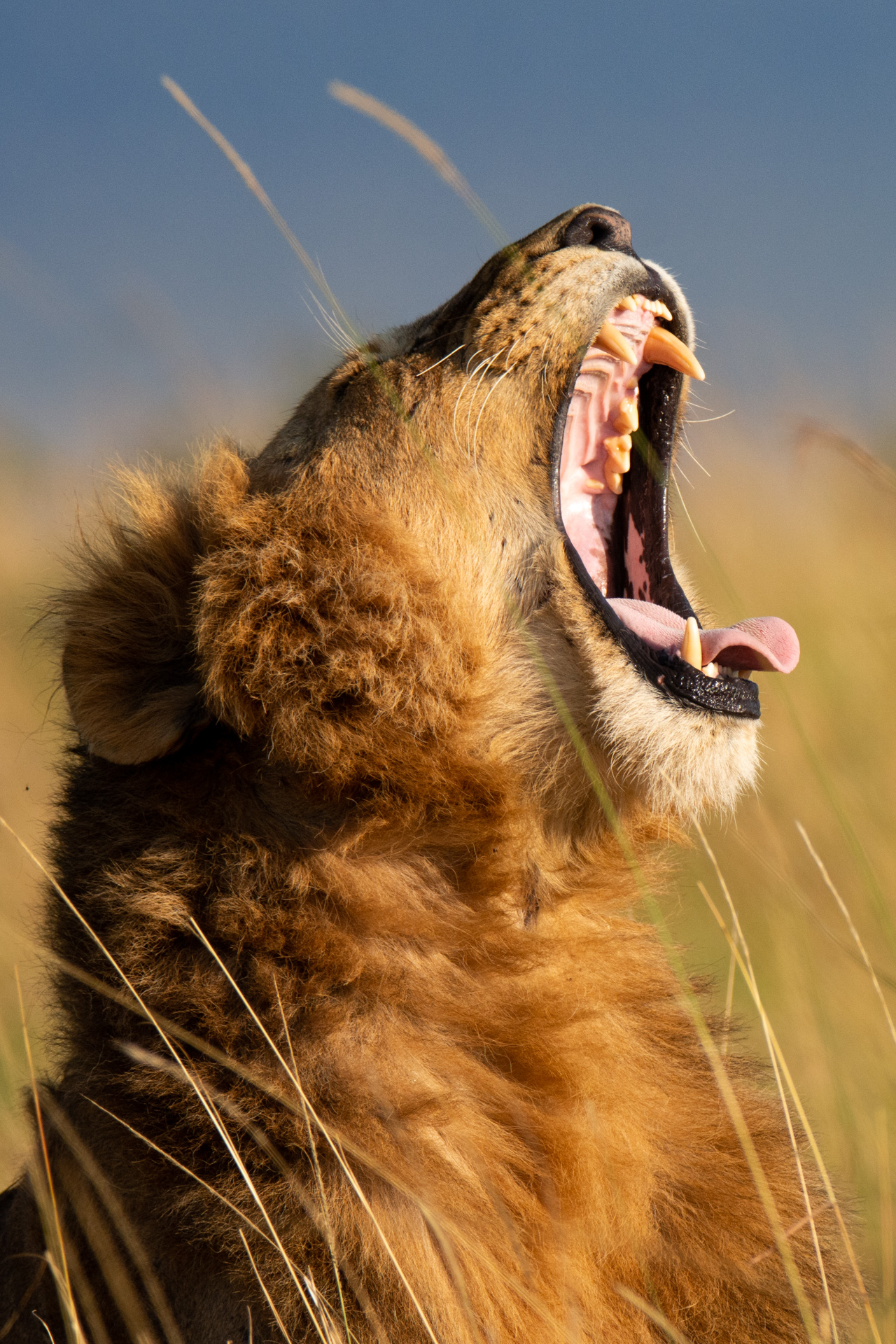 Male lion roaring