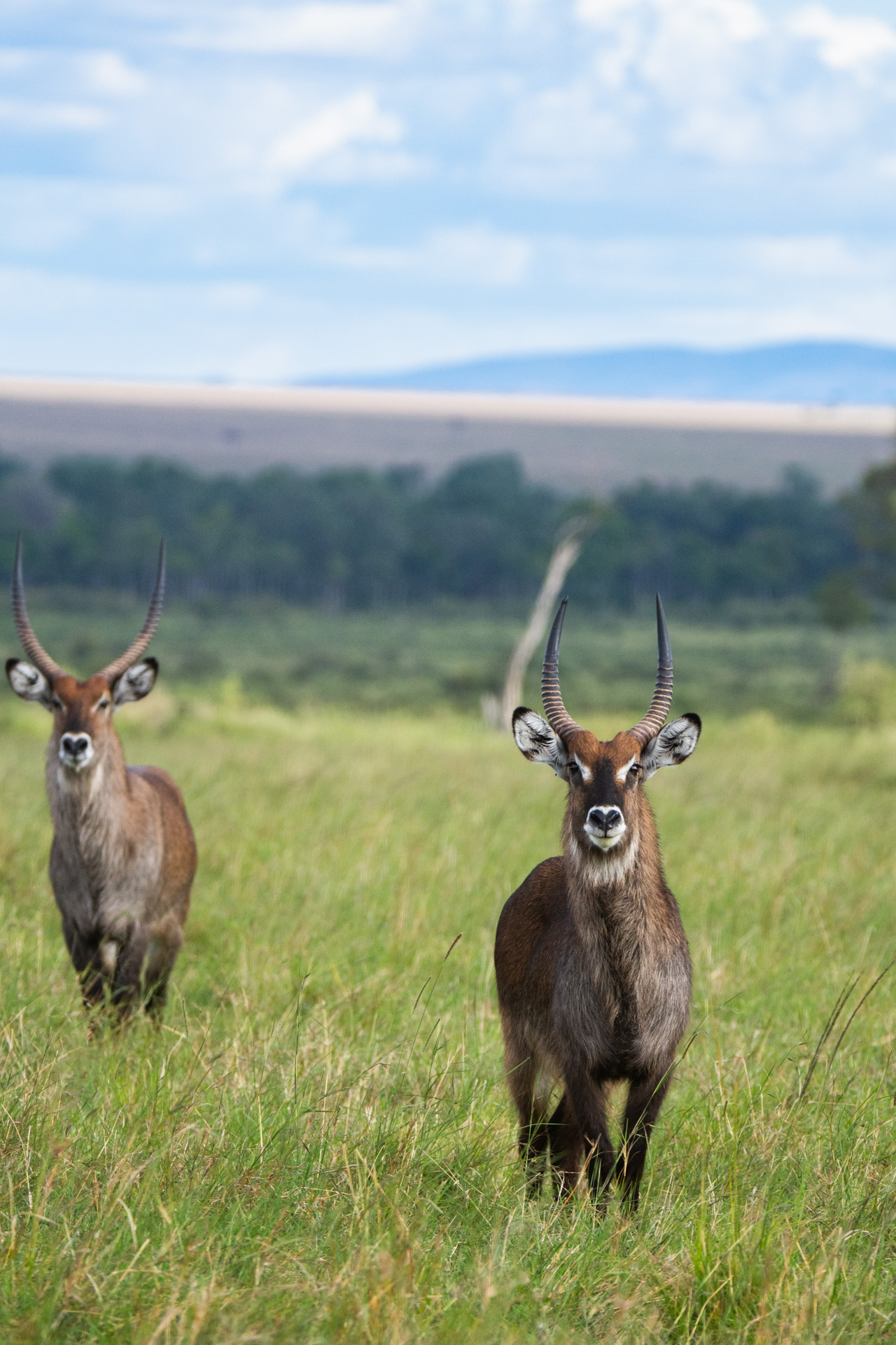 Waterbucks