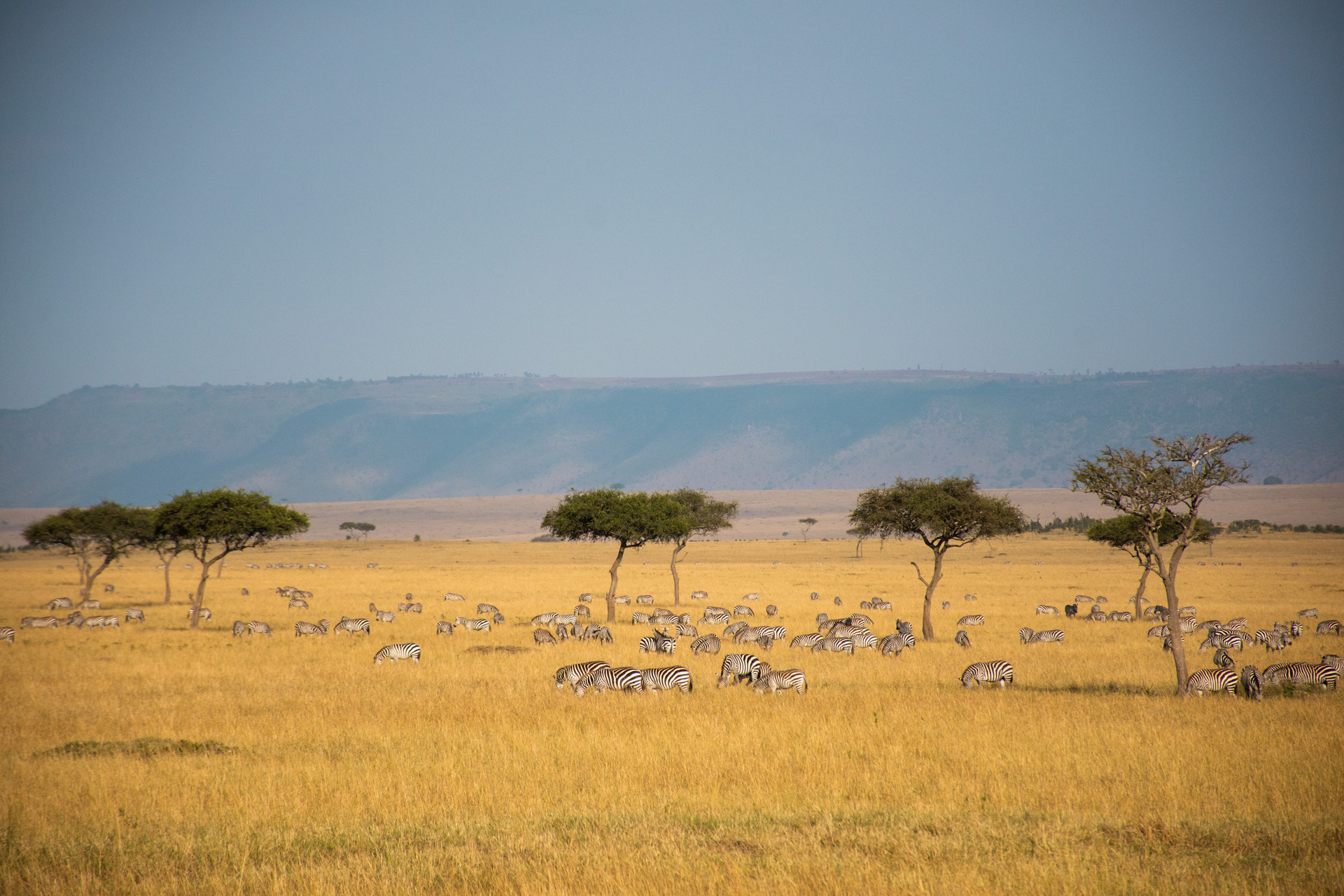 Zebras in the distance