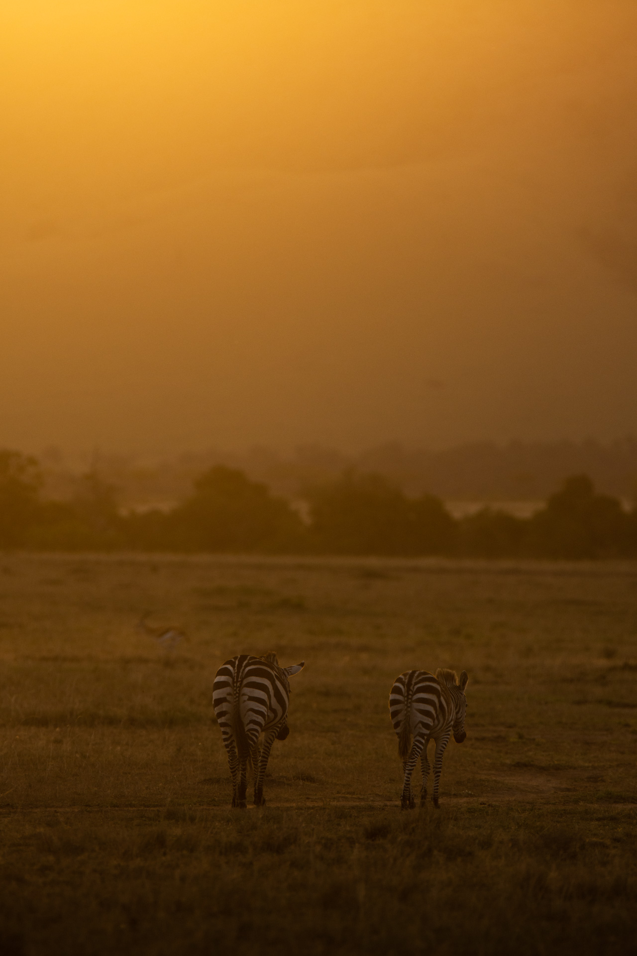 Zebras