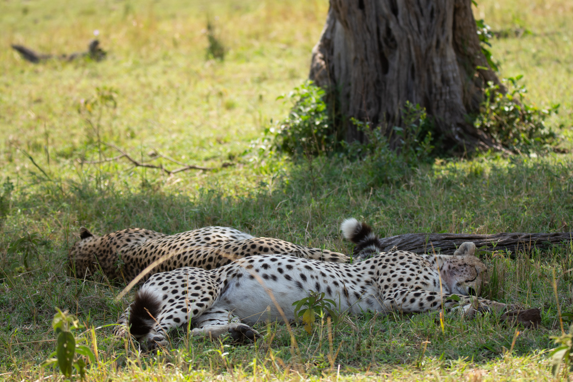 Cheetahs sleeping in the shade