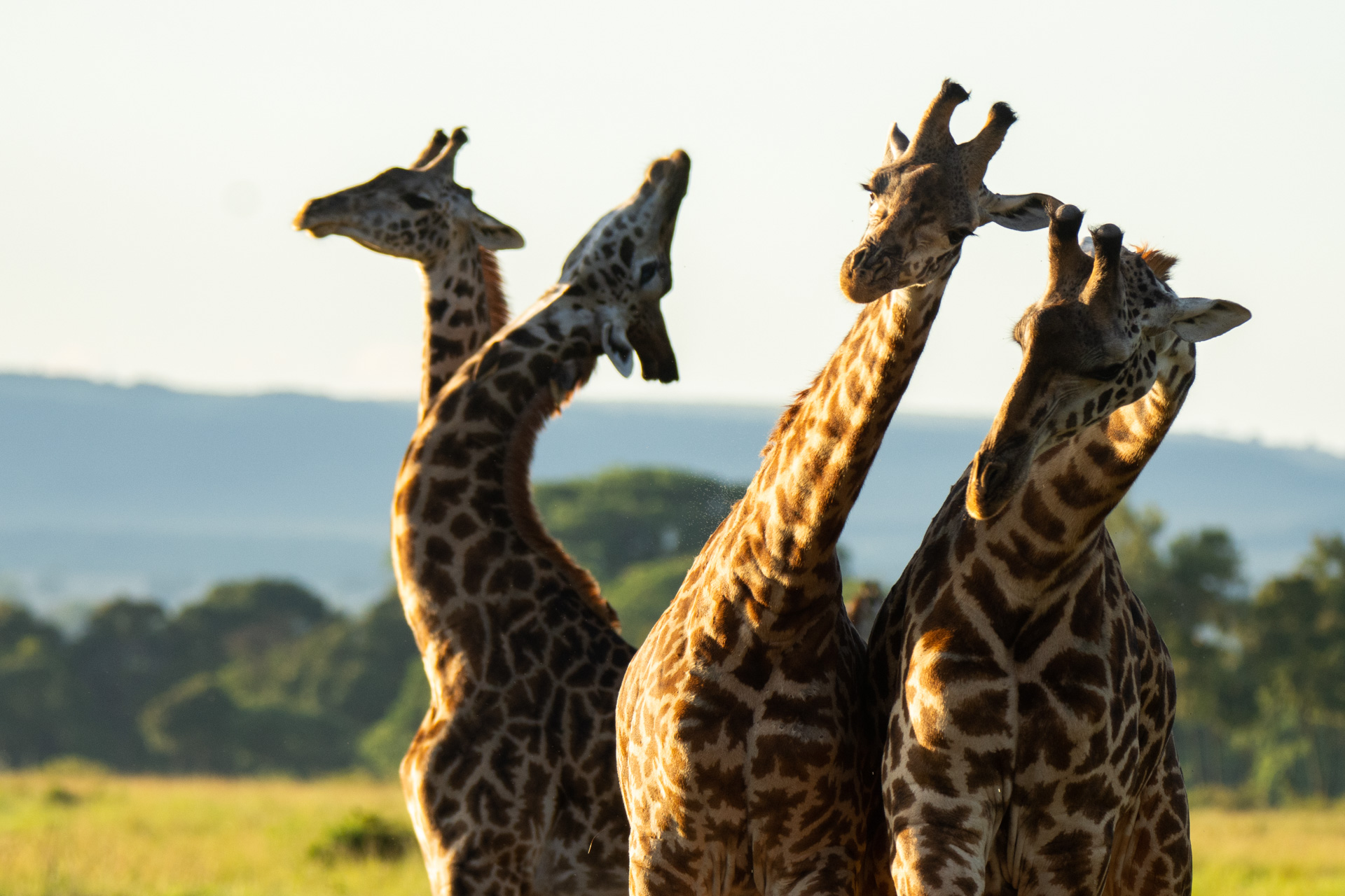 Necking giraffes