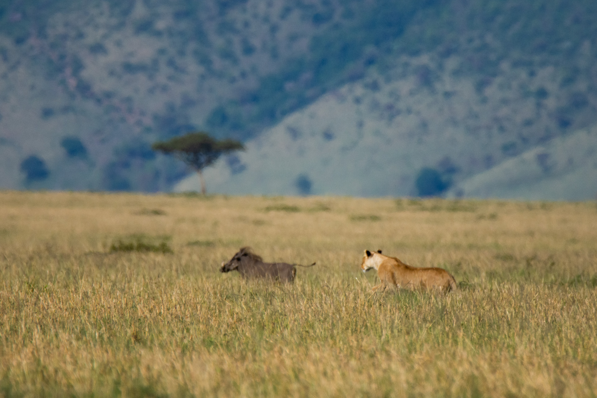 lion chase