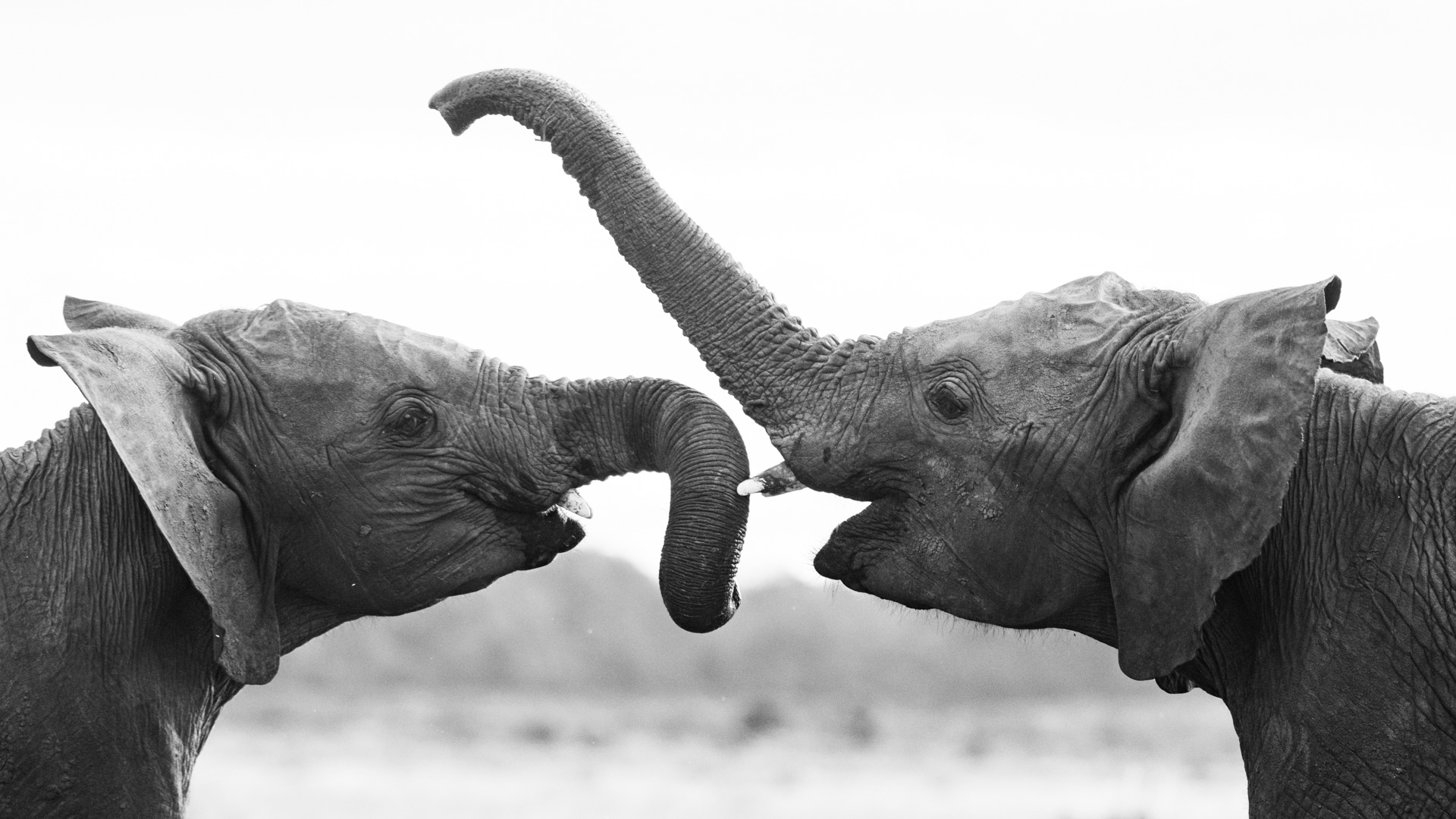elephant black and white