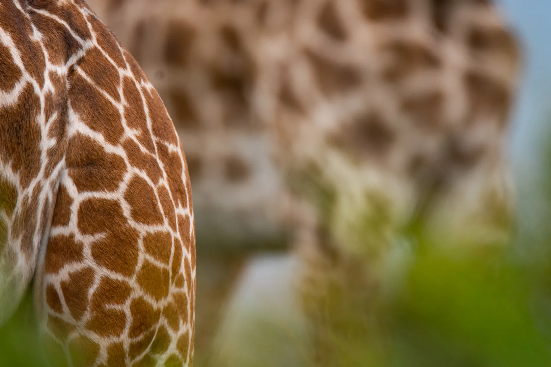 Giraffe abstract