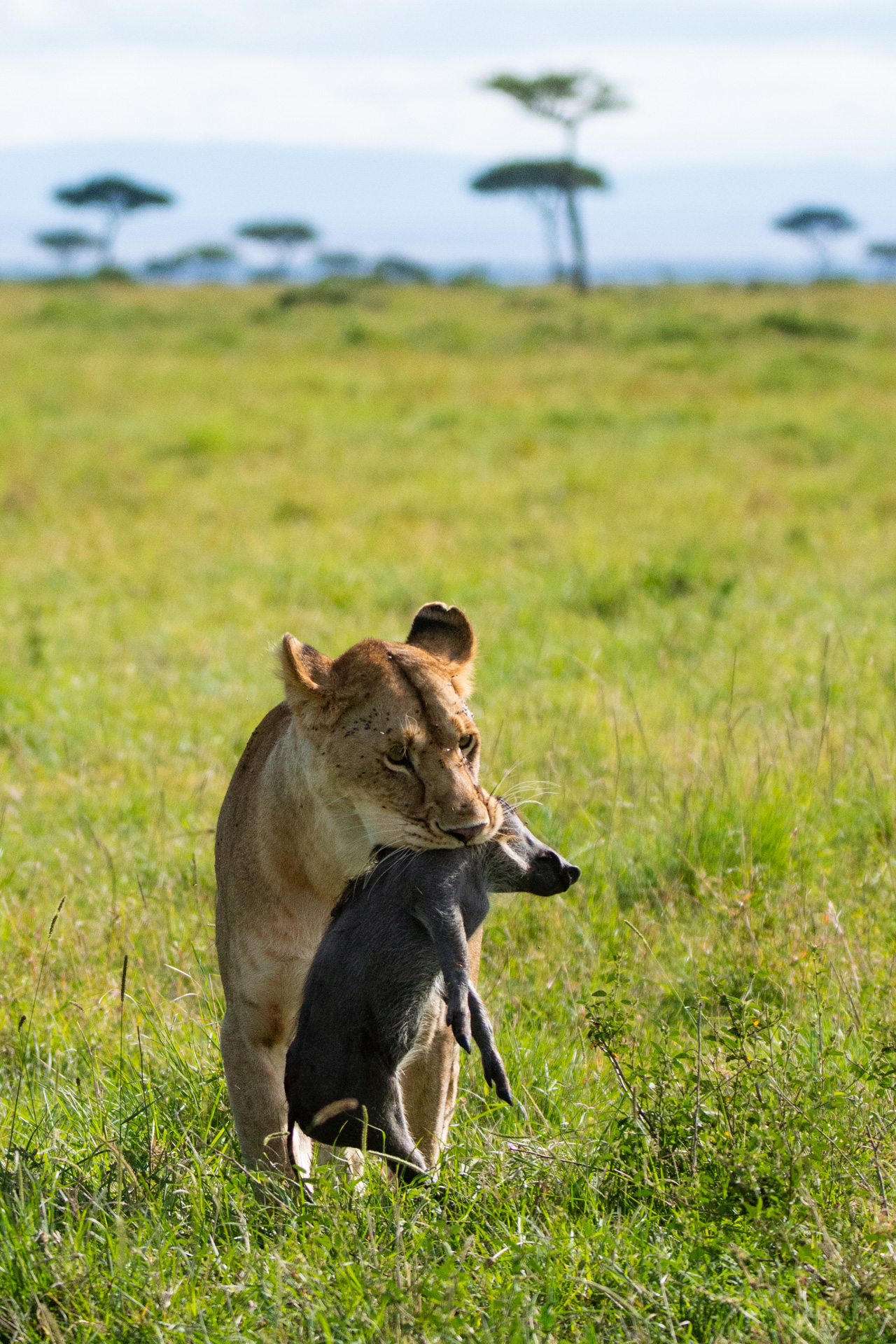 lion and warthog