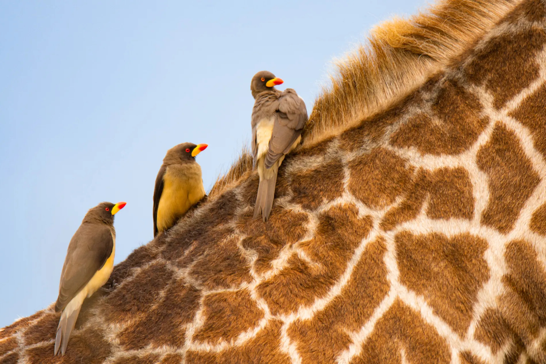 Ox peckers on giraffe