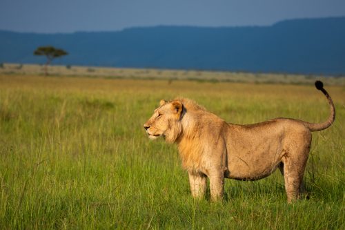 A male lion surveys the Mara Triangle in the afternoon sun