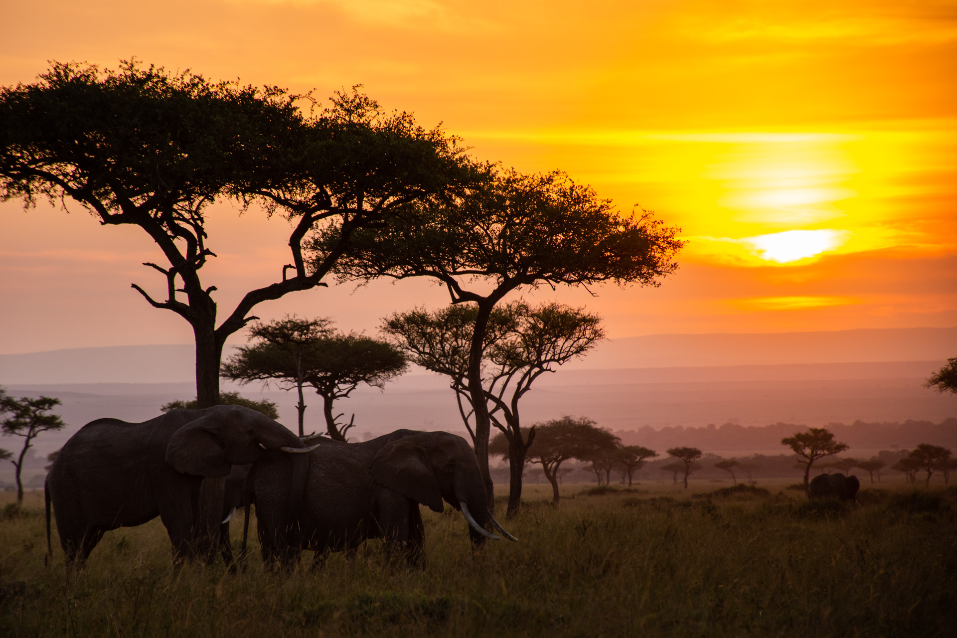 Elephant silhouette