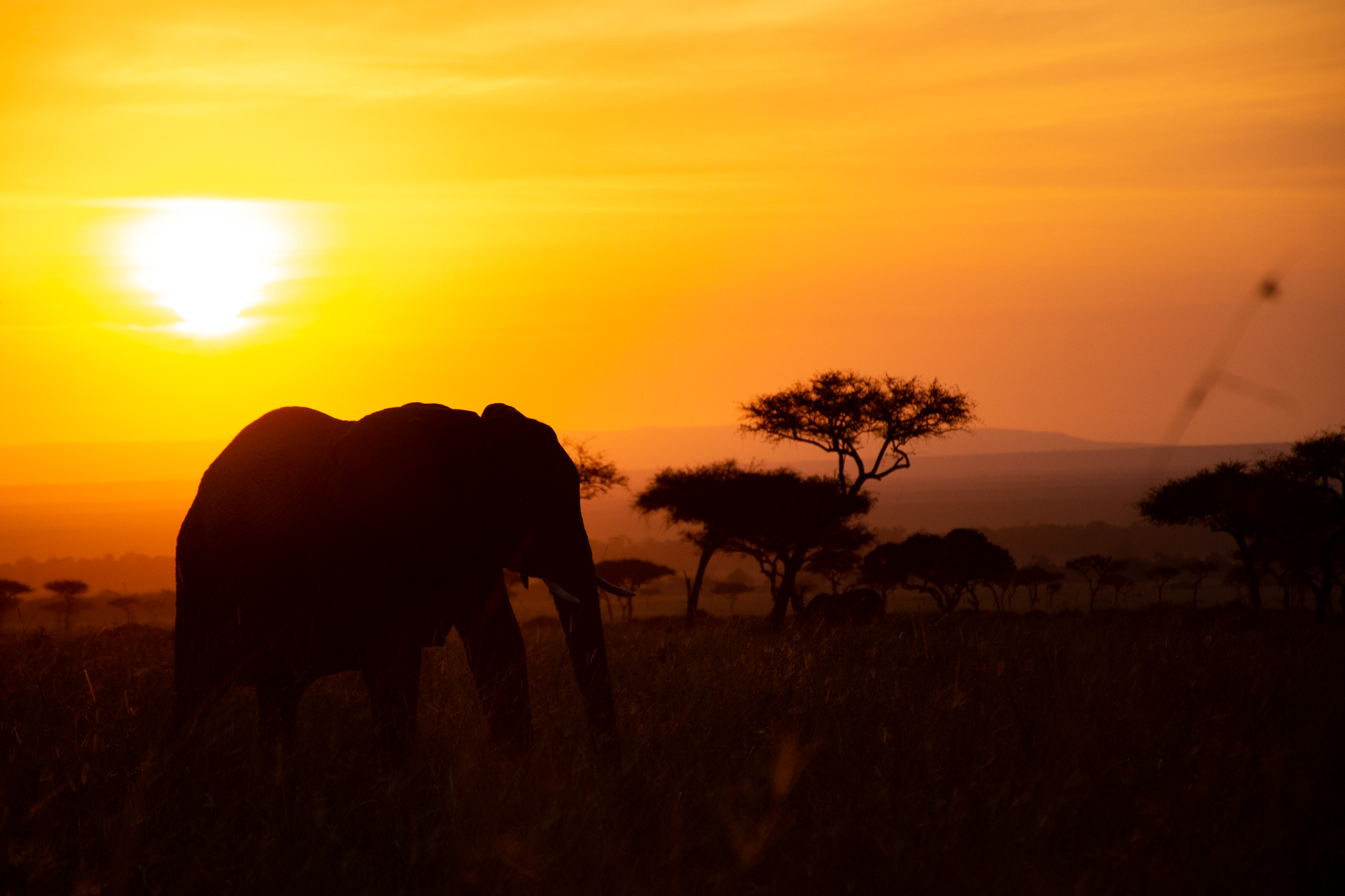 Elephants at sunrise