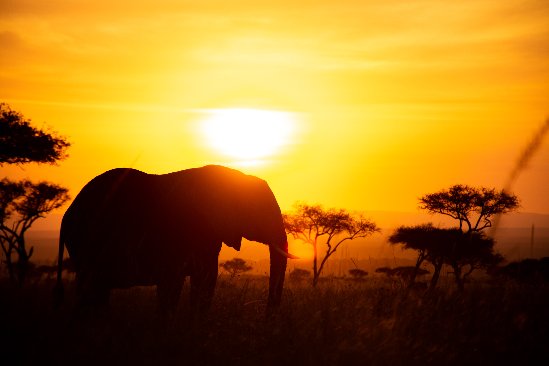 Close up of elephant at sunrise