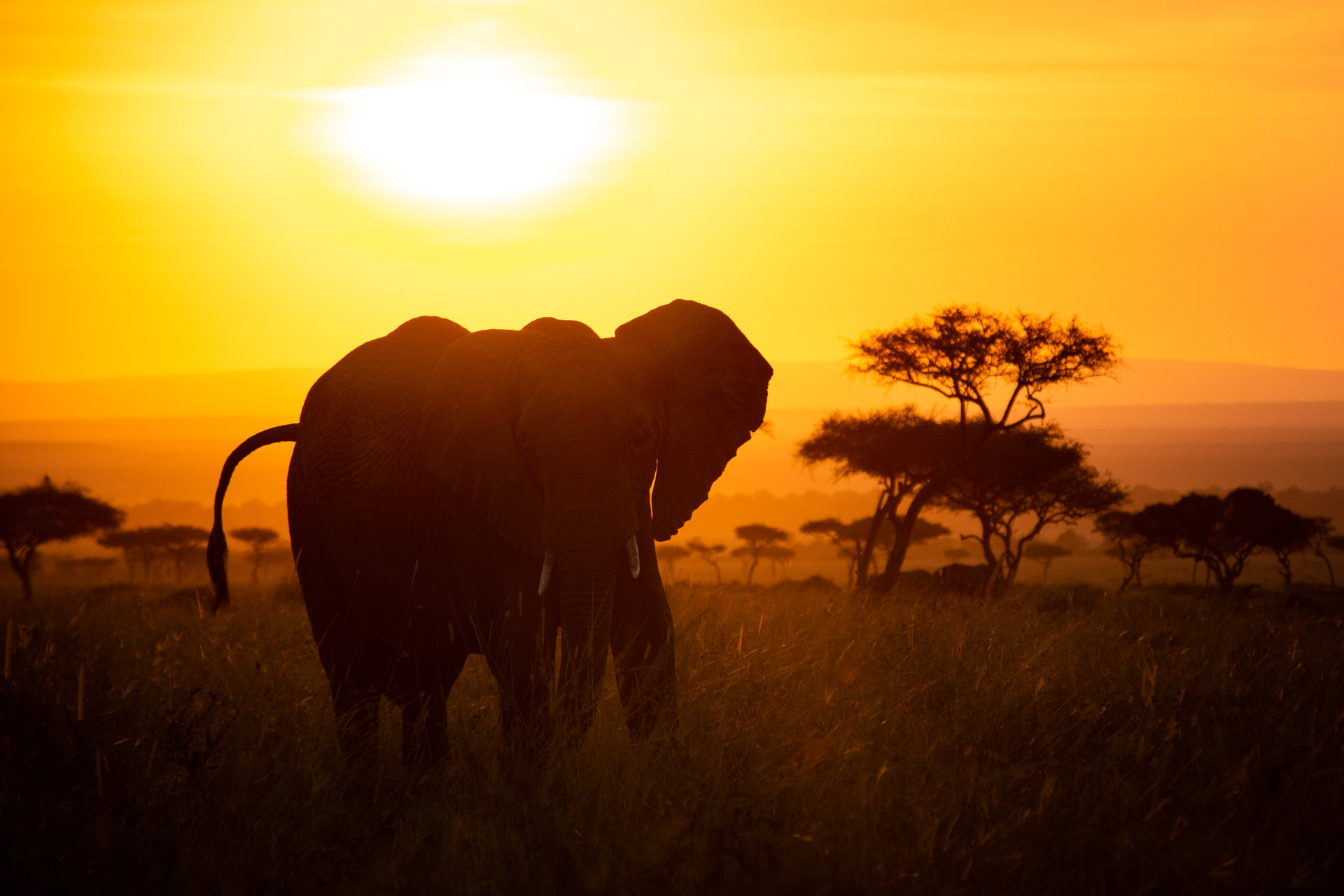 More elephants at sunrise