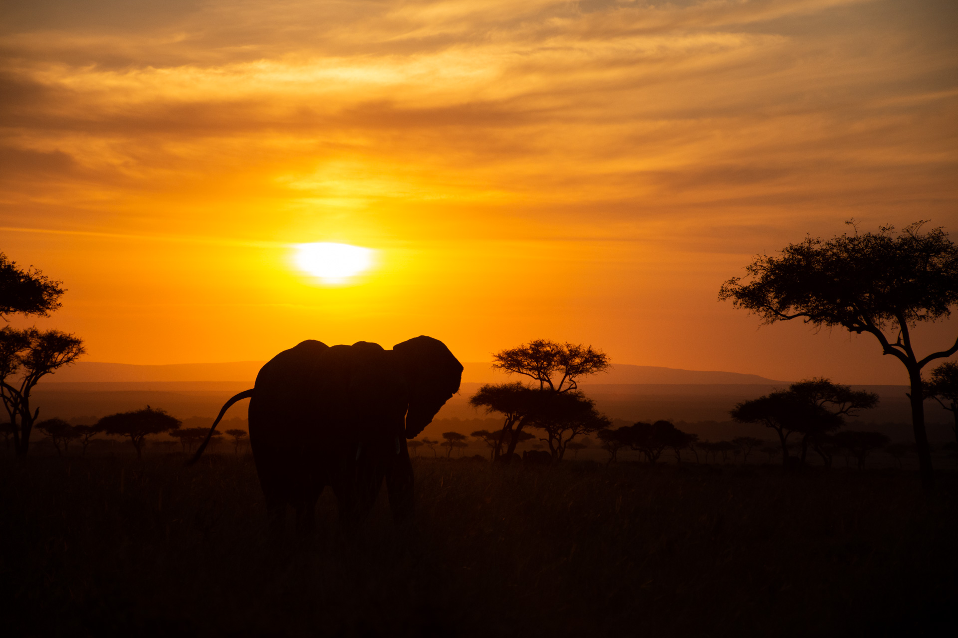 Orange sunrise with elephants