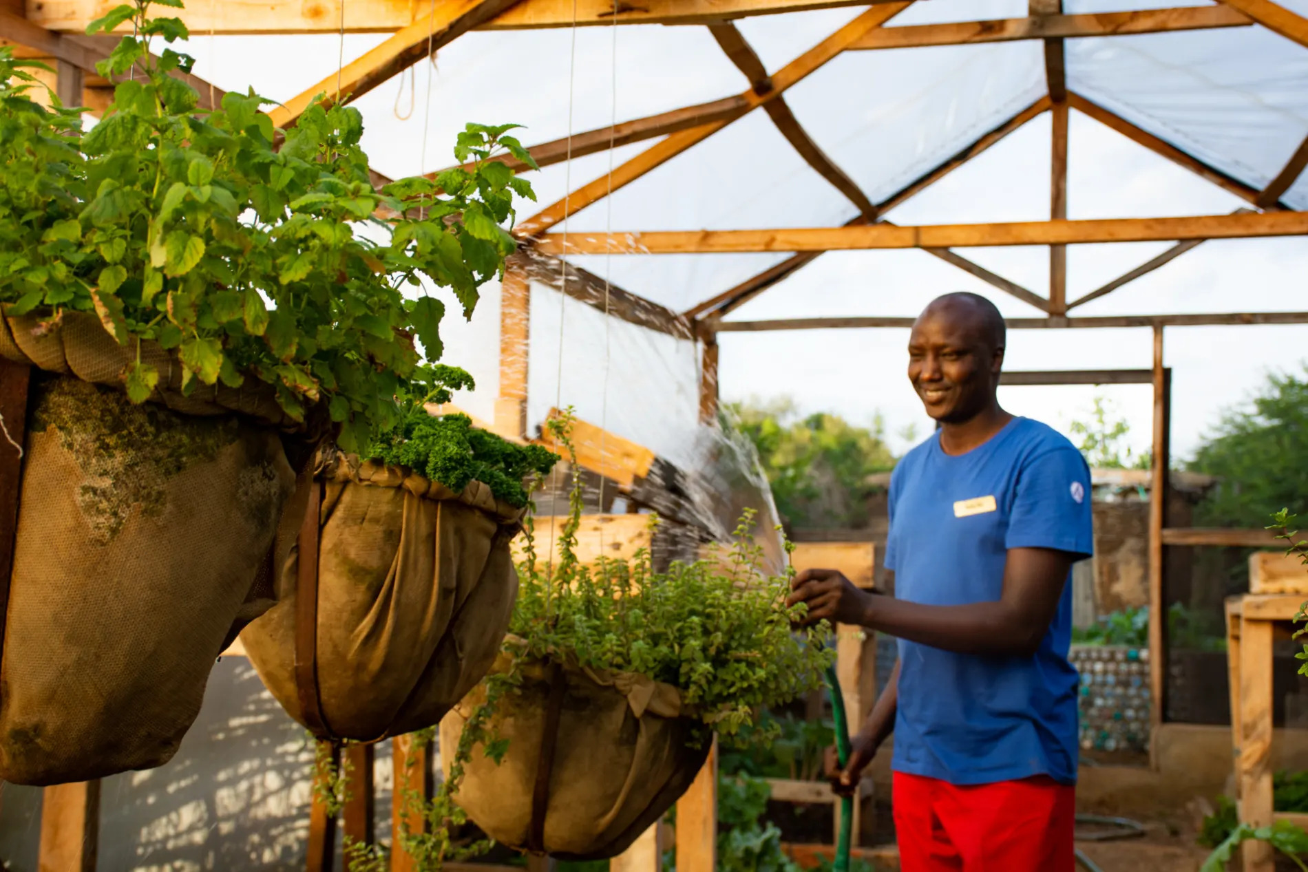 Naliki watering in greenhouse