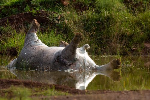 A hippo carcass lies in a small pool of rainwater