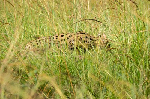 A serval vanishes into the tall grass
