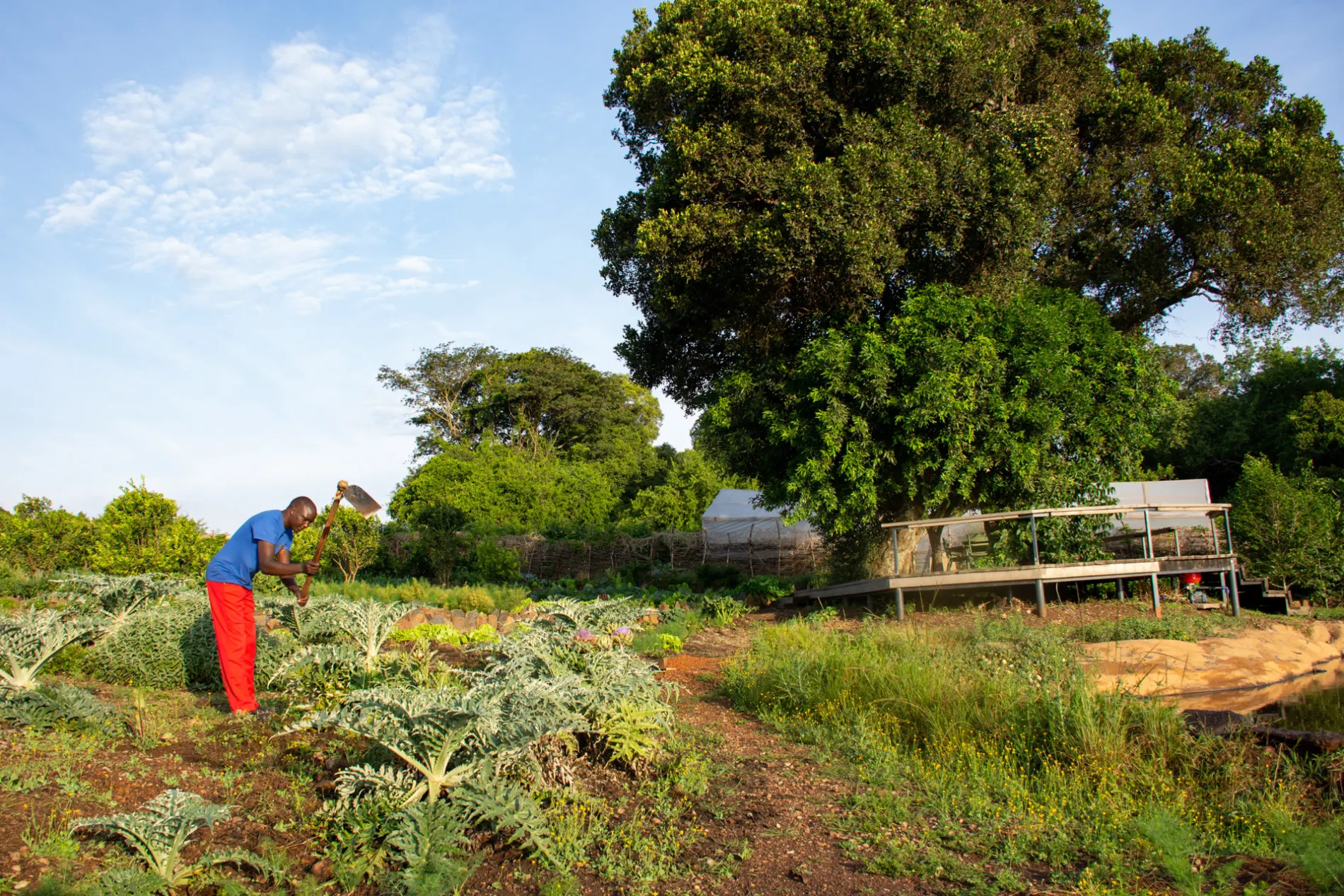 Naliki planting veg