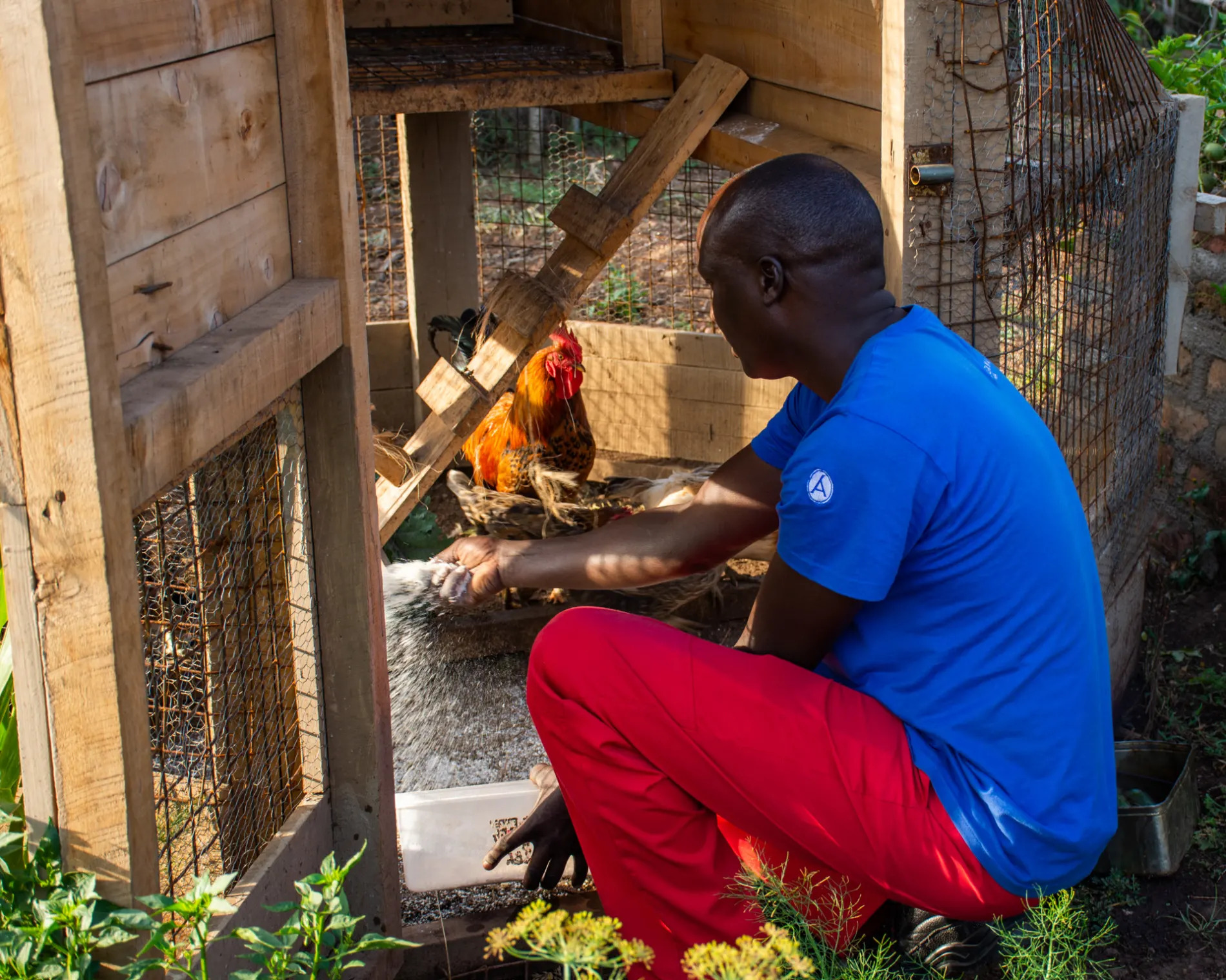 Naliki and chickens 2