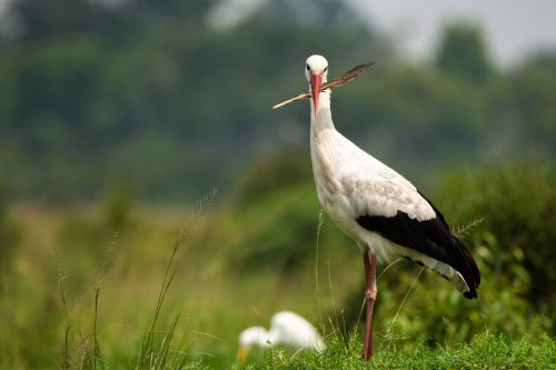 A white stork with a feather in it's beak