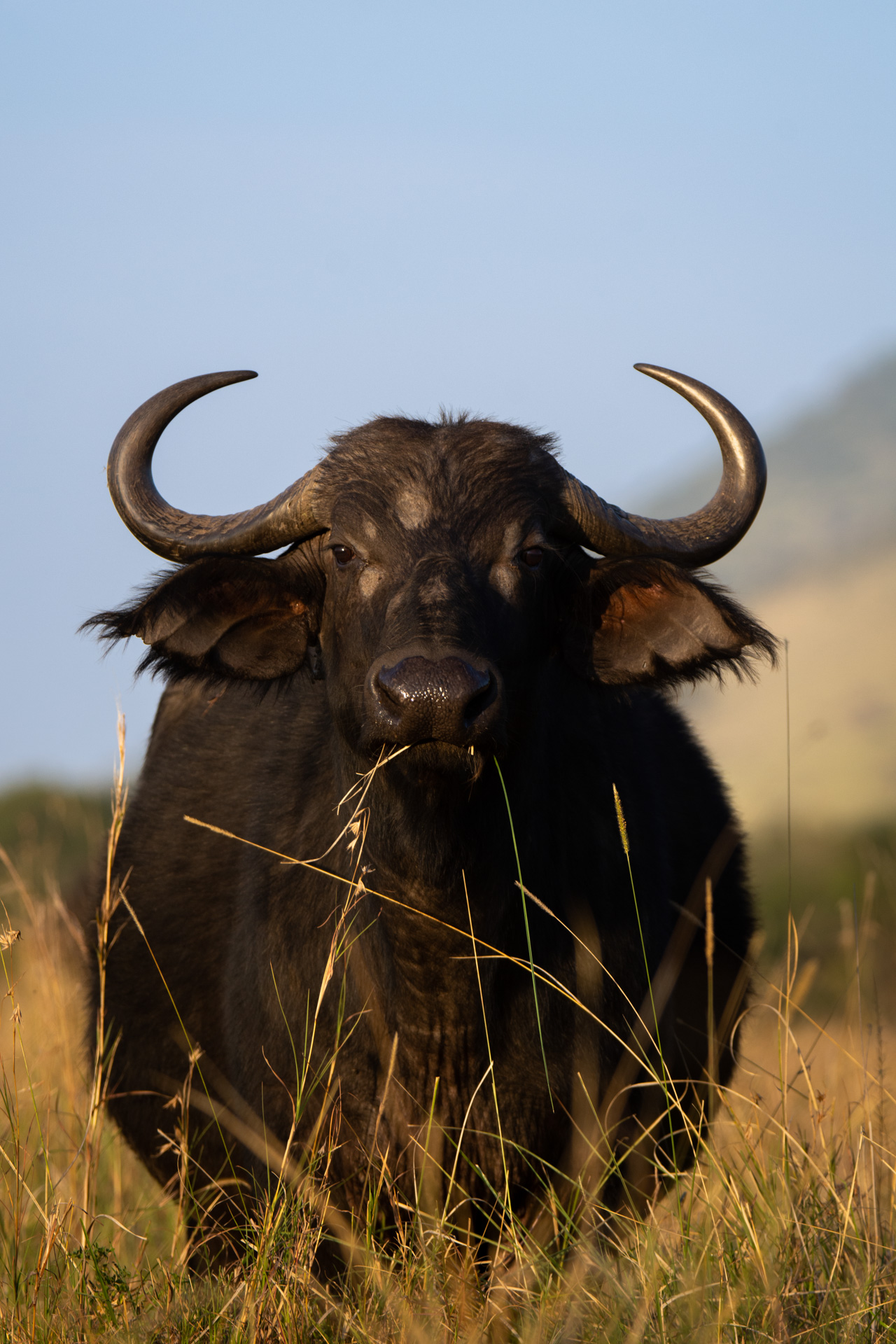 Buffalo 