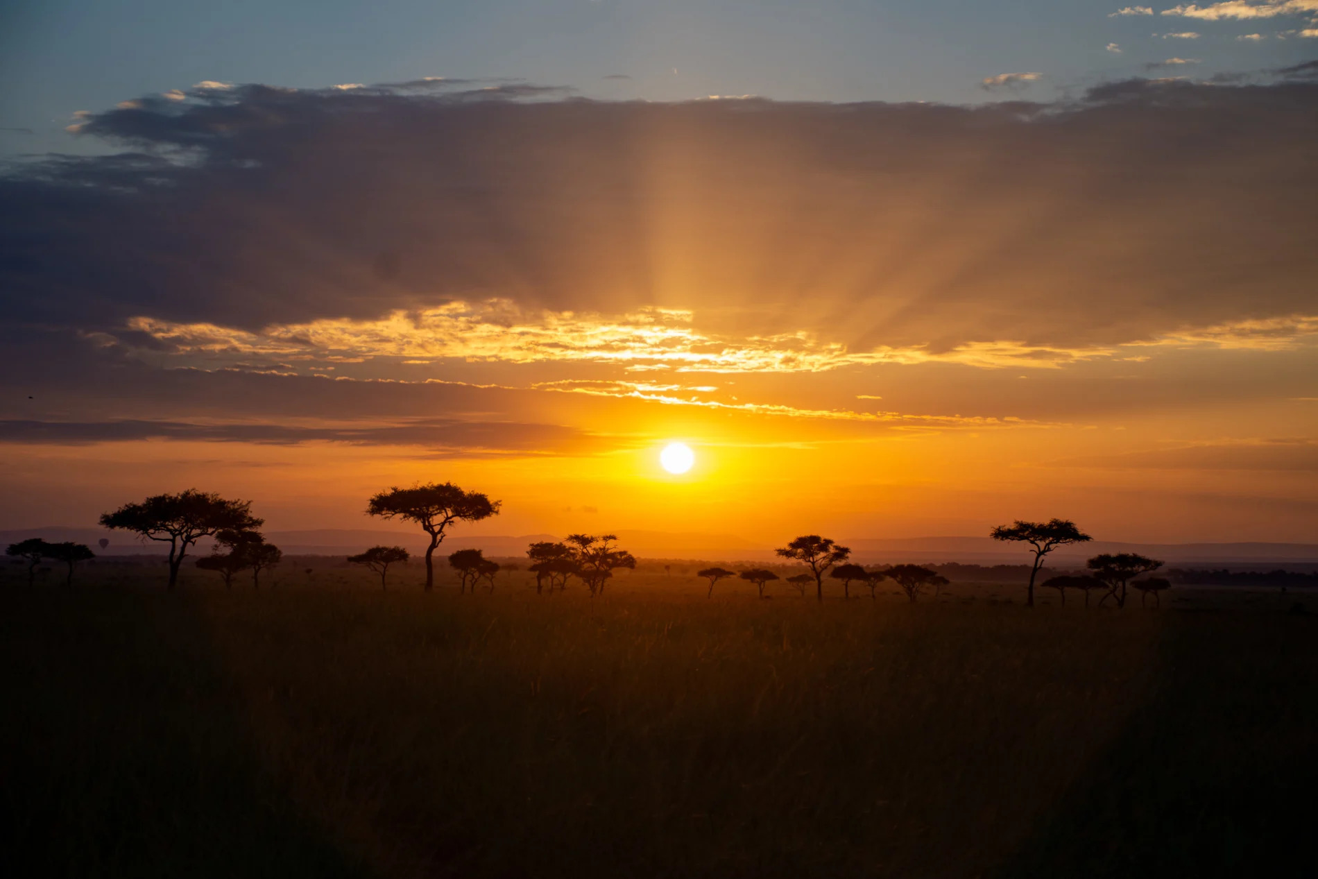 Balanites sunrise