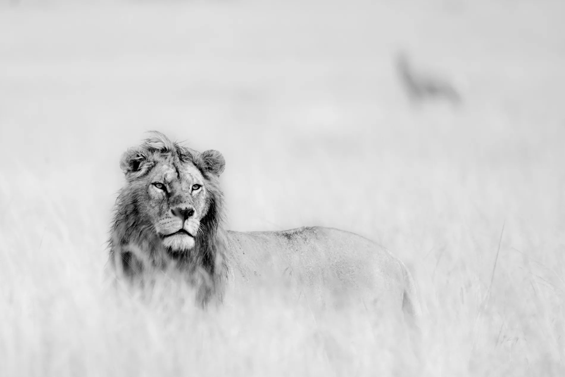 High Key Male Lion