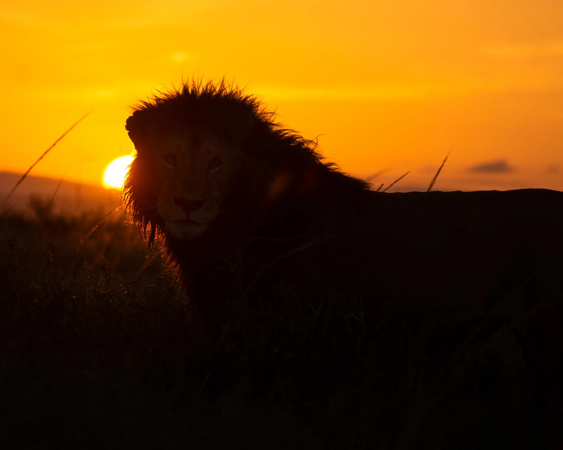 Male Lion in sunrise