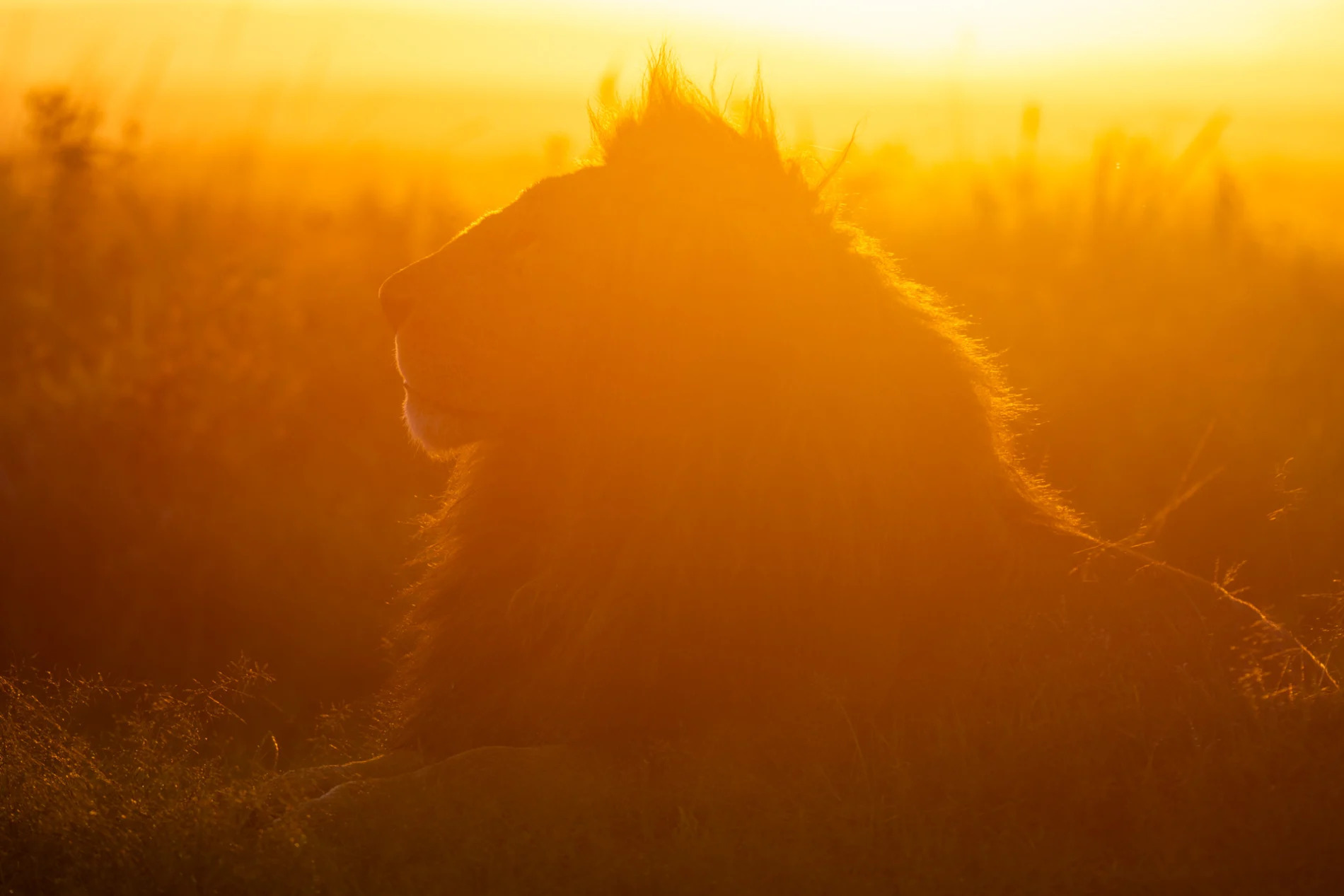 Male Lion in sunrise 2