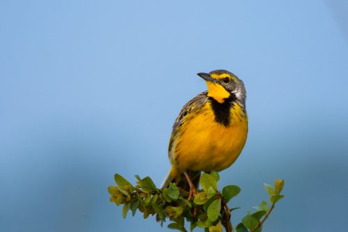A yellow-throated longclaw