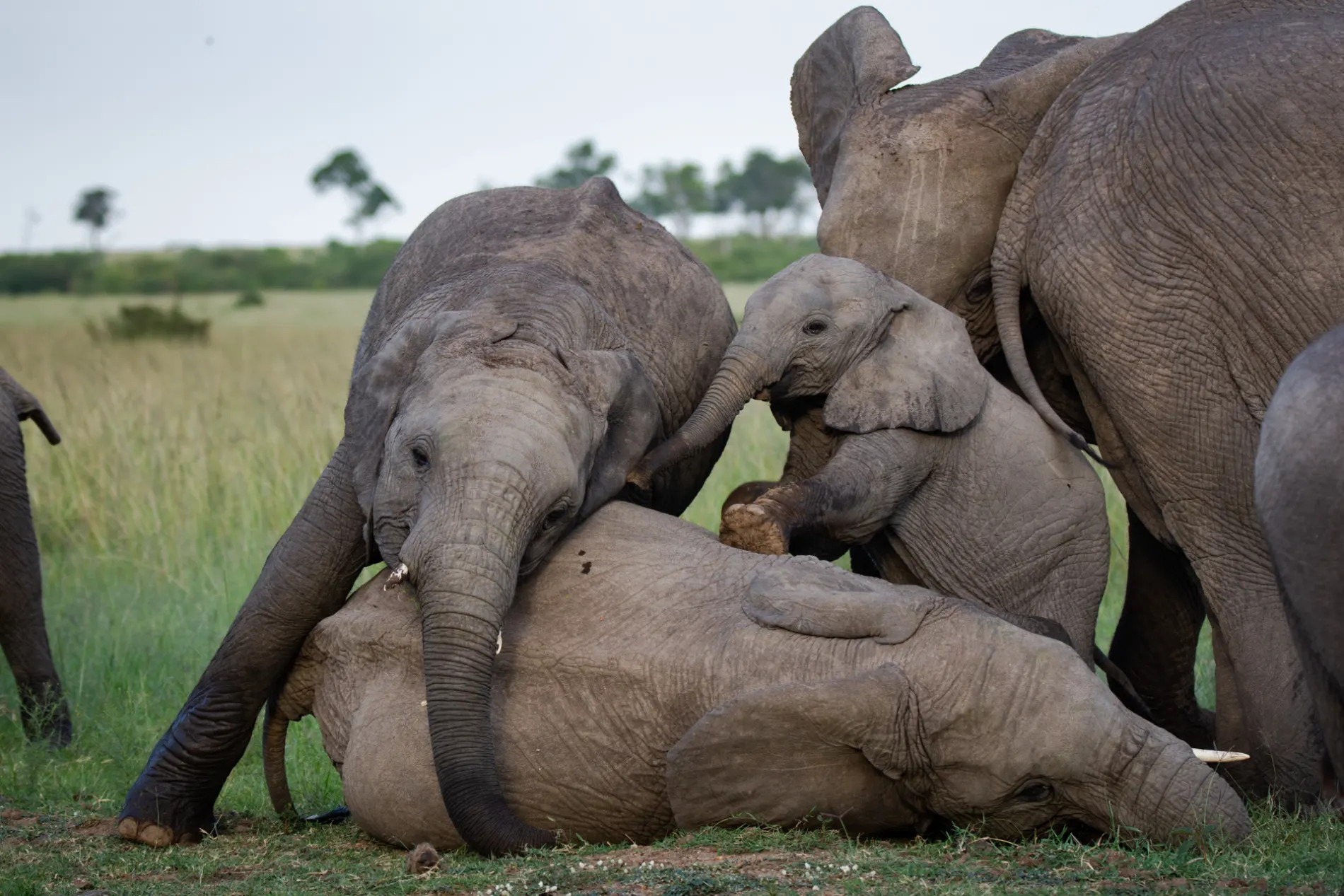 Elephant calves