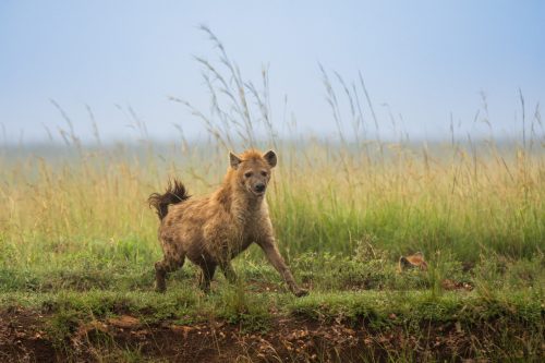 One of the twenty Hyena's lurking in the background