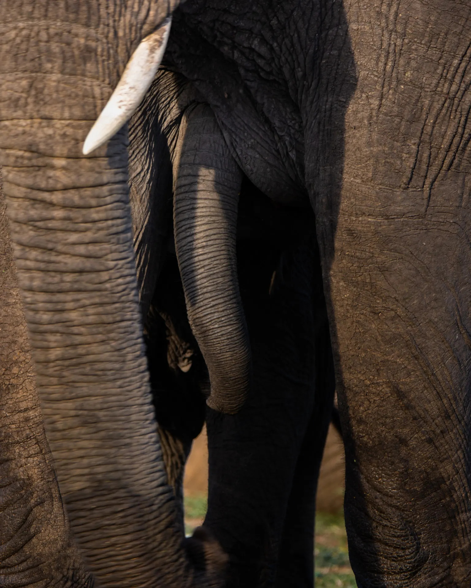 Elephant trunk