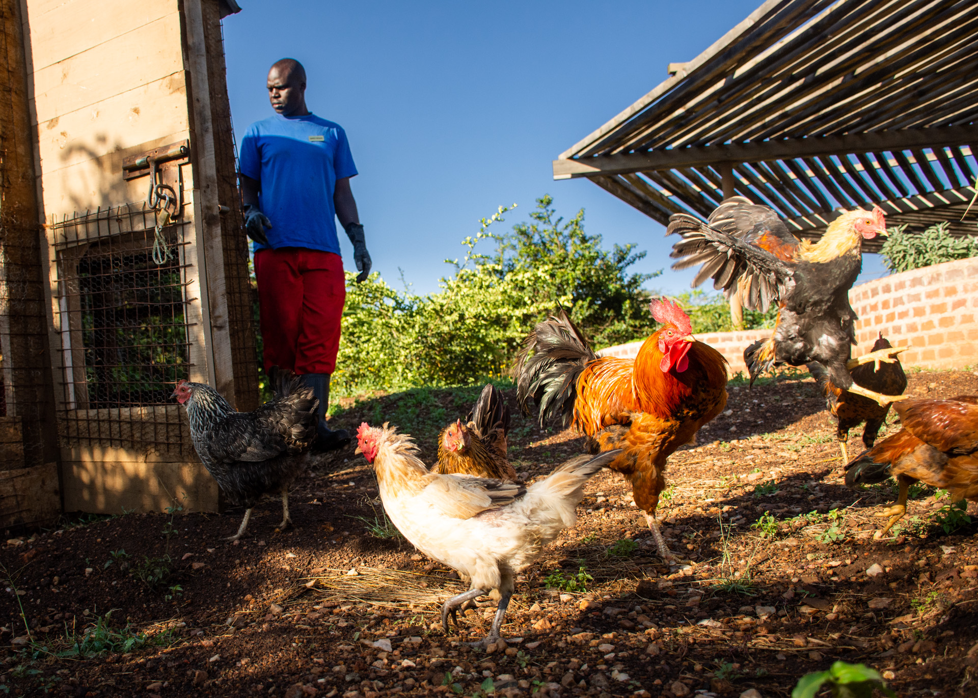 James and his chickens 