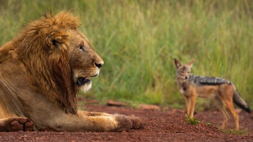 A large male lion guards the hippo carcass, while a cautious jackal attempts a bite