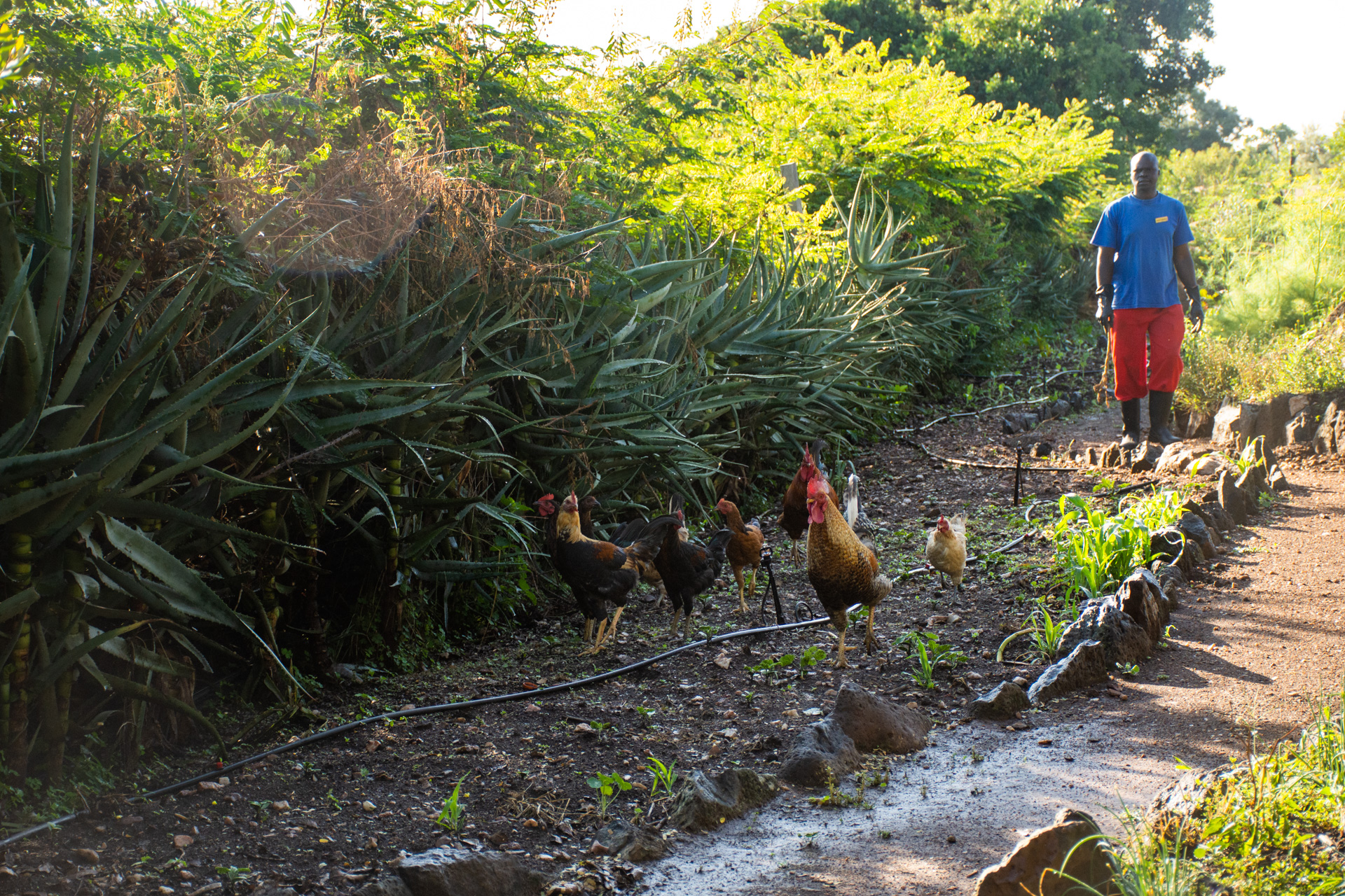 Chickens looking for worms 