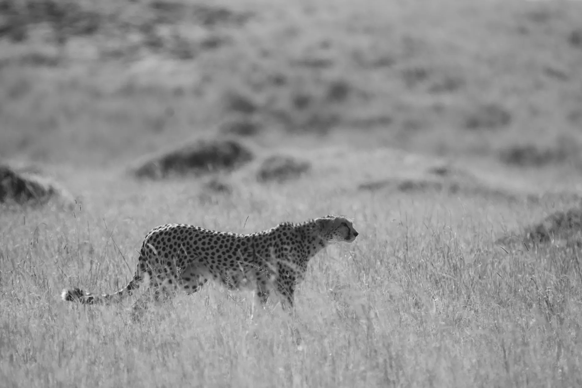 Cheetah BW