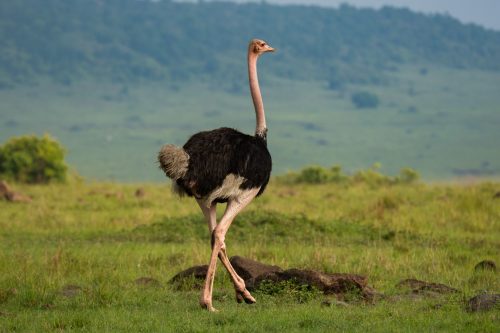 Wonderful having ostriches in the Mara Triangle