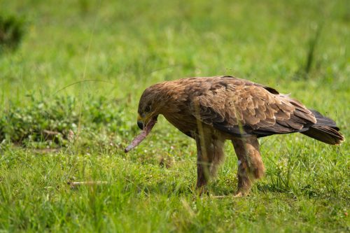 A tawny eagle feeds on a small mammal