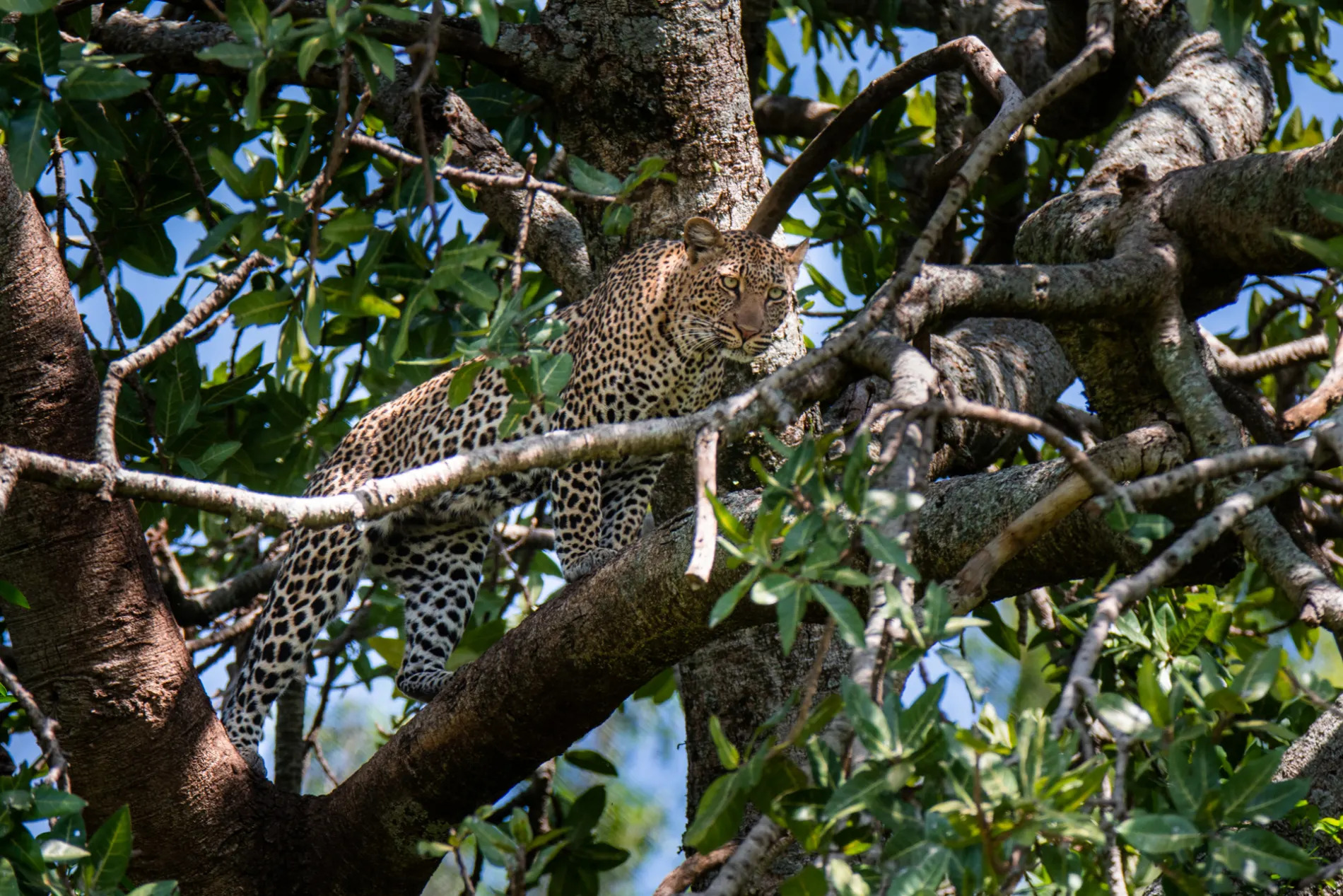 Leopard